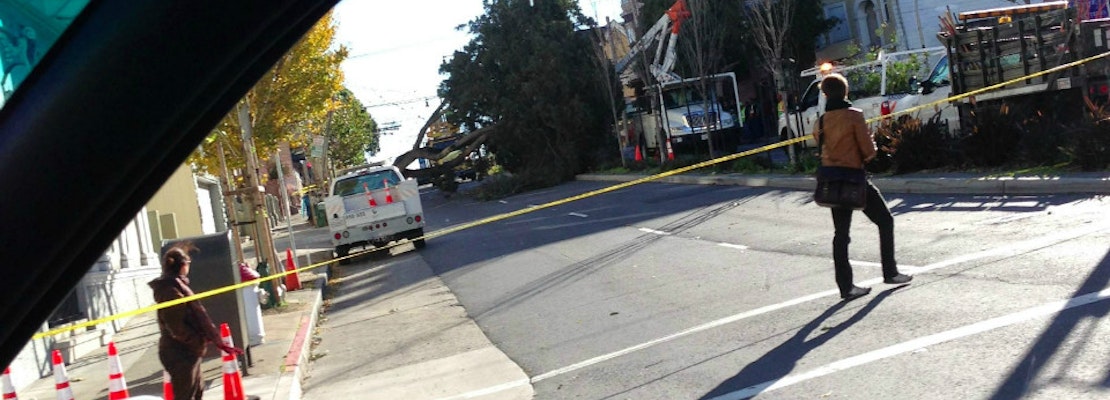 Fallen Tree Closes Divisadero Between McAllister And Golden Gate