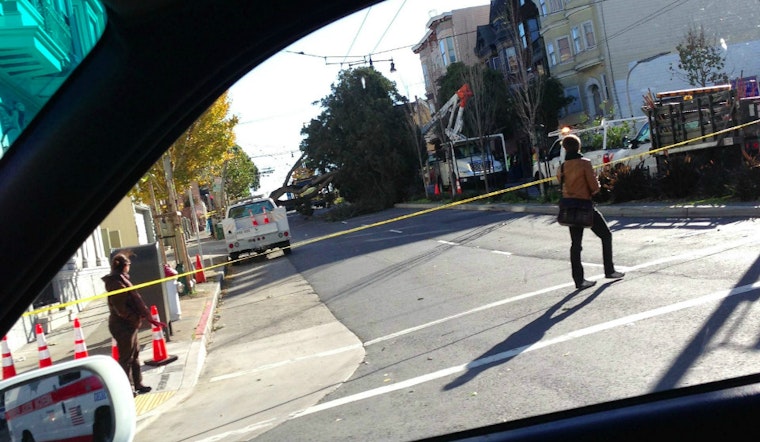 Fallen Tree Closes Divisadero Between McAllister And Golden Gate