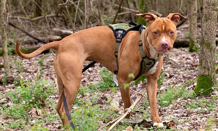 5 delightful doggies to adopt now in Los Angeles