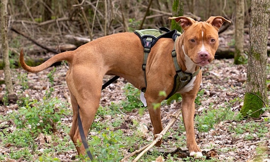 5 delightful doggies to adopt now in Los Angeles