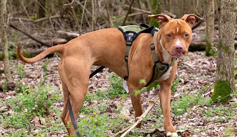 5 delightful doggies to adopt now in Los Angeles