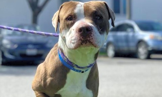 7 lovable pups to adopt now in Long Beach