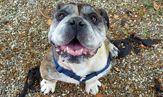 Want to adopt a pet? Here are 7 cuddly canines to adopt now in Santa Ana
