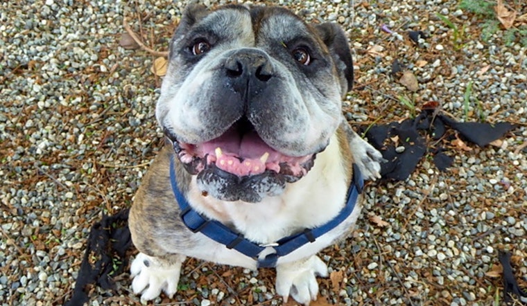 Want to adopt a pet? Here are 7 cuddly canines to adopt now in Santa Ana