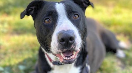 Looking to adopt a pet? Here are 5 cuddly canines to adopt now in Oakland