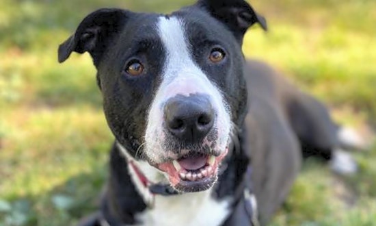 Looking to adopt a pet? Here are 5 cuddly canines to adopt now in Oakland