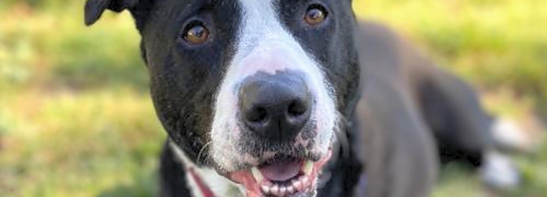 Looking to adopt a pet? Here are 5 cuddly canines to adopt now in Oakland