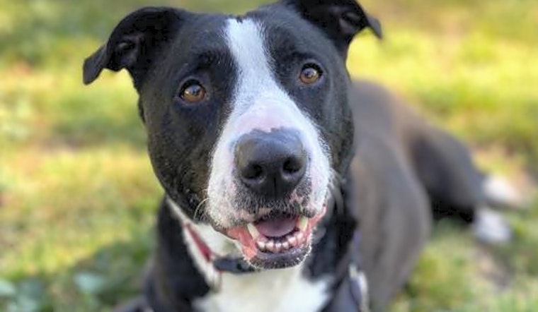 Looking to adopt a pet? Here are 5 cuddly canines to adopt now in Oakland
