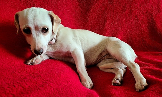 Want to adopt a pet? Here are 5 lovable pups to adopt now in Portland