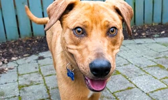 These Seattle-based dogs are up for adoption and in need of a good home