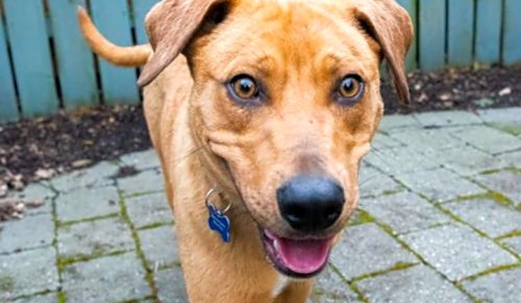 These Seattle-based dogs are up for adoption and in need of a good home