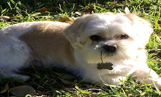 6 cuddly canines to adopt now in Austin