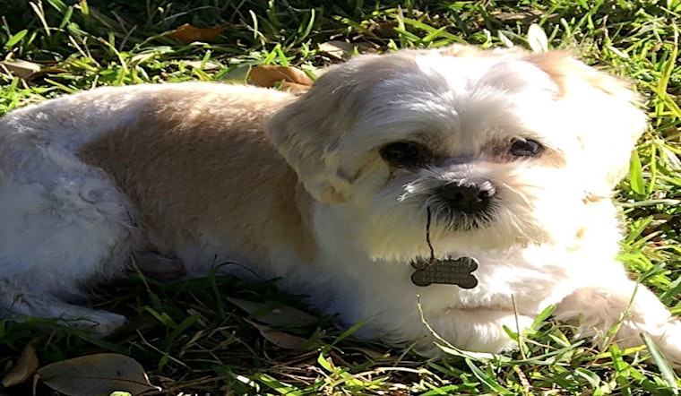 6 cuddly canines to adopt now in Austin