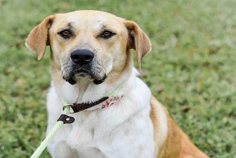 Looking to adopt a pet? Here are 7 delightful doggies to adopt now in Plano