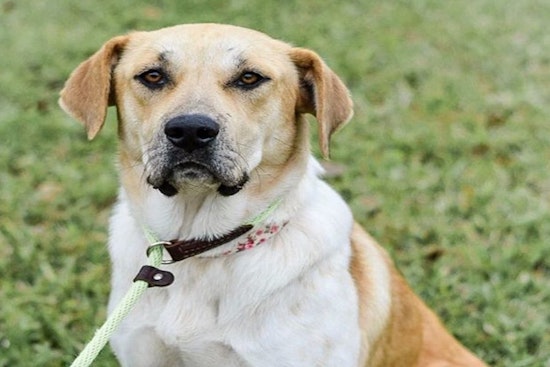 Looking to adopt a pet? Here are 7 delightful doggies to adopt now in Plano