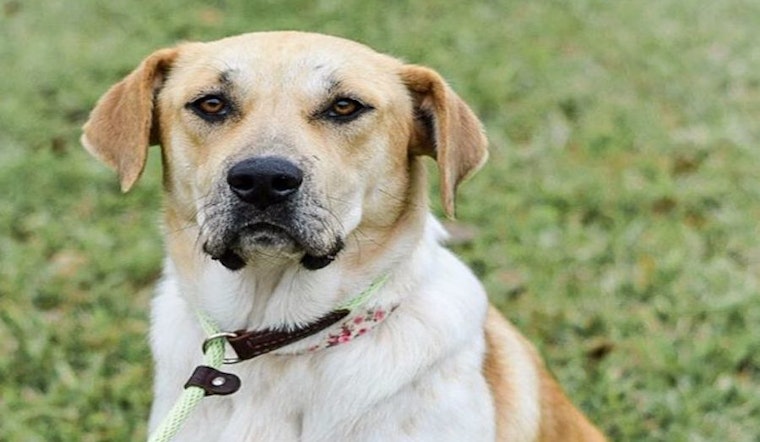 Looking to adopt a pet? Here are 7 delightful doggies to adopt now in Plano