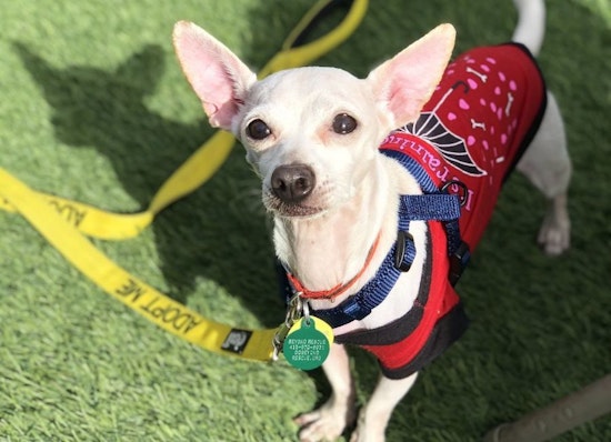 6 cuddly canines to adopt now in San Francisco