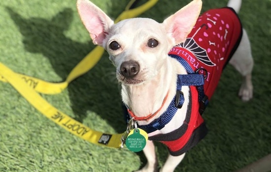 6 cuddly canines to adopt now in San Francisco
