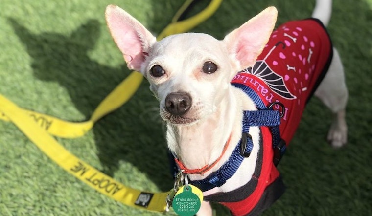 6 cuddly canines to adopt now in San Francisco