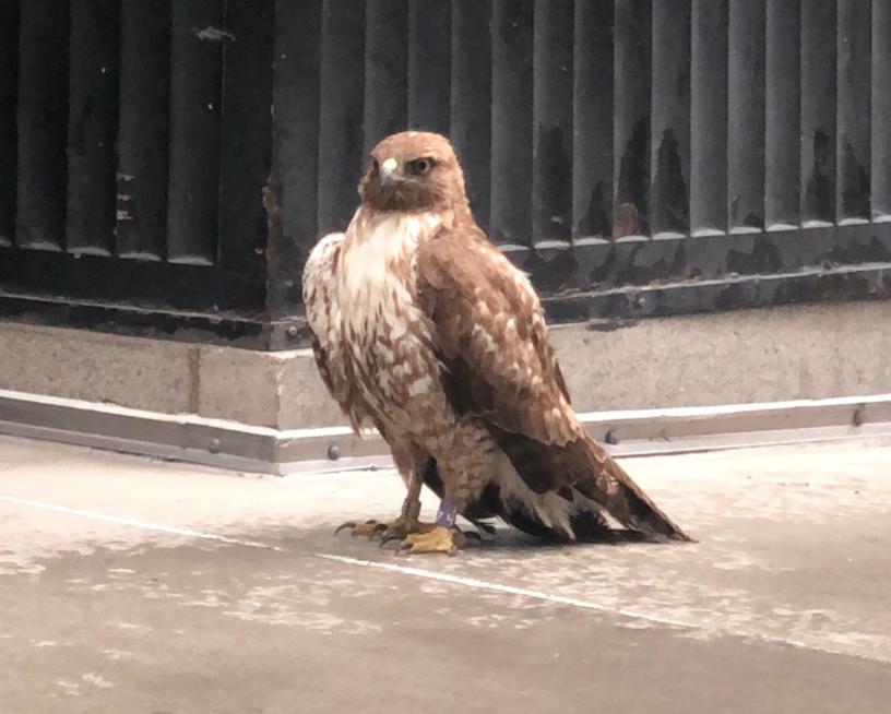 Injured hawk rescued in downtown SF, recovering at wildlife care center