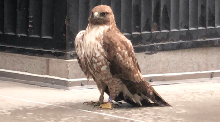Injured hawk rescued in downtown SF, recovering at wildlife care center
