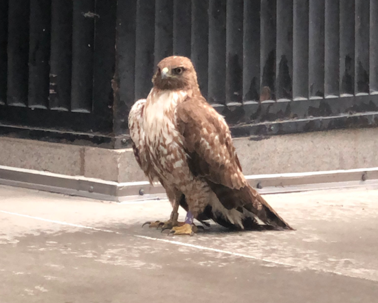 Injured hawk rescued in downtown SF, recovering at wildlife care center