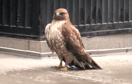 Injured hawk rescued in downtown SF, recovering at wildlife care center