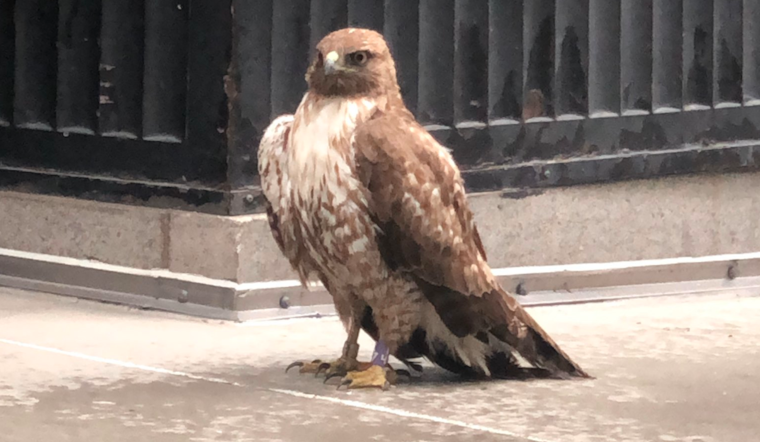 Injured hawk rescued in downtown SF, recovering at wildlife care center