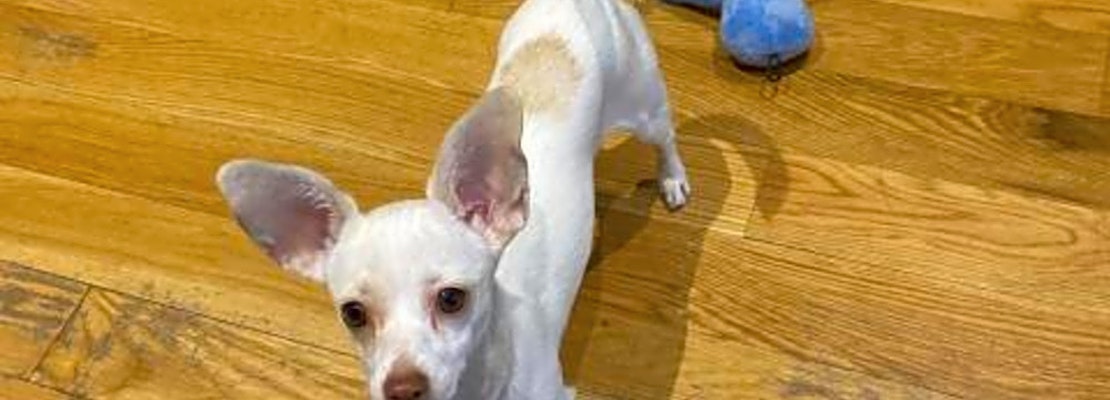 6 perfect puppies to adopt now in New York City