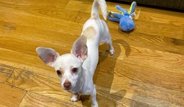 6 perfect puppies to adopt now in New York City