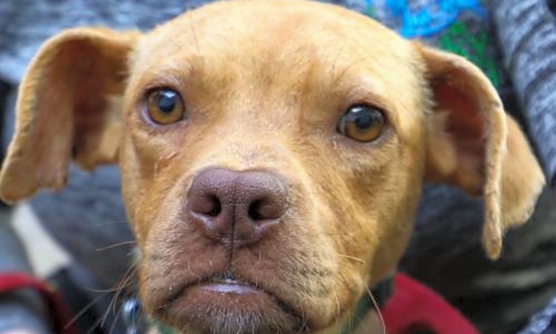 4 cuddly canines to adopt now in Washington