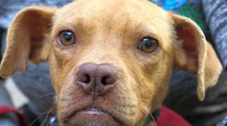 4 cuddly canines to adopt now in Washington