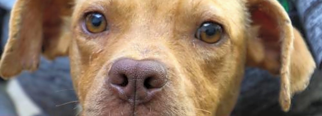 4 cuddly canines to adopt now in Washington