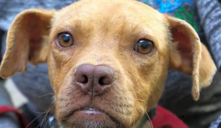 4 cuddly canines to adopt now in Washington