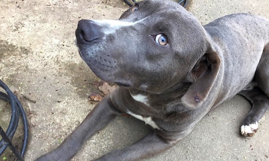 Looking to adopt a pet? Here are 3 perfect puppies to adopt now in Boston