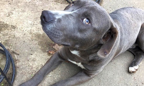 Looking to adopt a pet? Here are 3 perfect puppies to adopt now in Boston