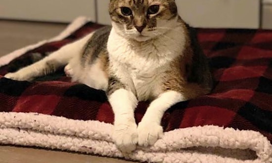 These Philadelphia-based kitties are up for adoption and in need of a good home