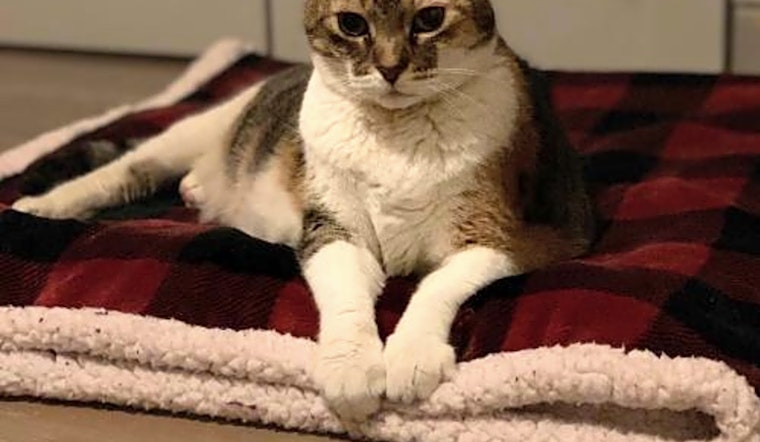 These Philadelphia-based kitties are up for adoption and in need of a good home