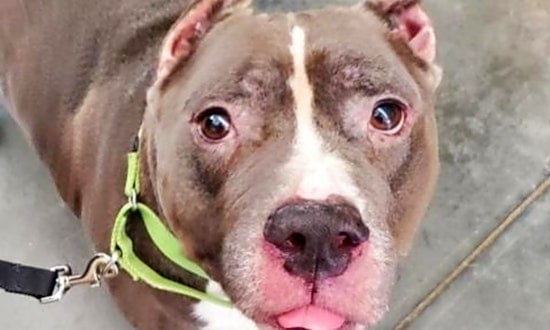 3 lovable pups to adopt now in Pittsburgh