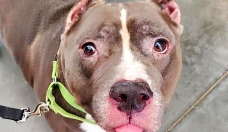 3 lovable pups to adopt now in Pittsburgh