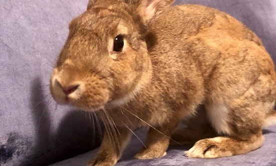 4 lovable rabbits to adopt now in Baltimore
