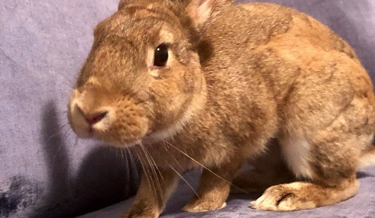 4 lovable rabbits to adopt now in Baltimore