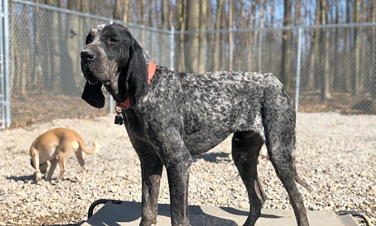 These Cleveland-based dogs are up for adoption and in need of a good home