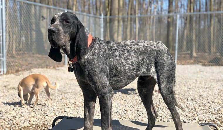 These Cleveland-based dogs are up for adoption and in need of a good home