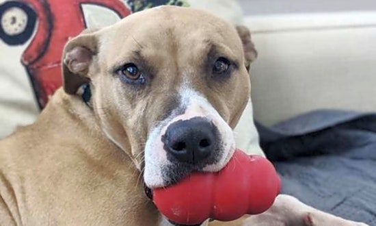These Raleigh-based dogs are up for adoption and in need of a good home