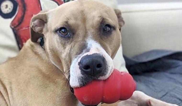 These Raleigh-based dogs are up for adoption and in need of a good home