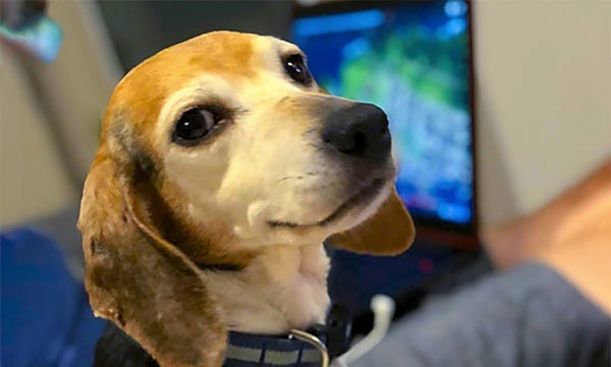 5 cuddly canines to adopt now in Durham