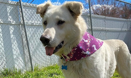 Looking to adopt a pet? Here are 6 cuddly canines to adopt now in Charlotte