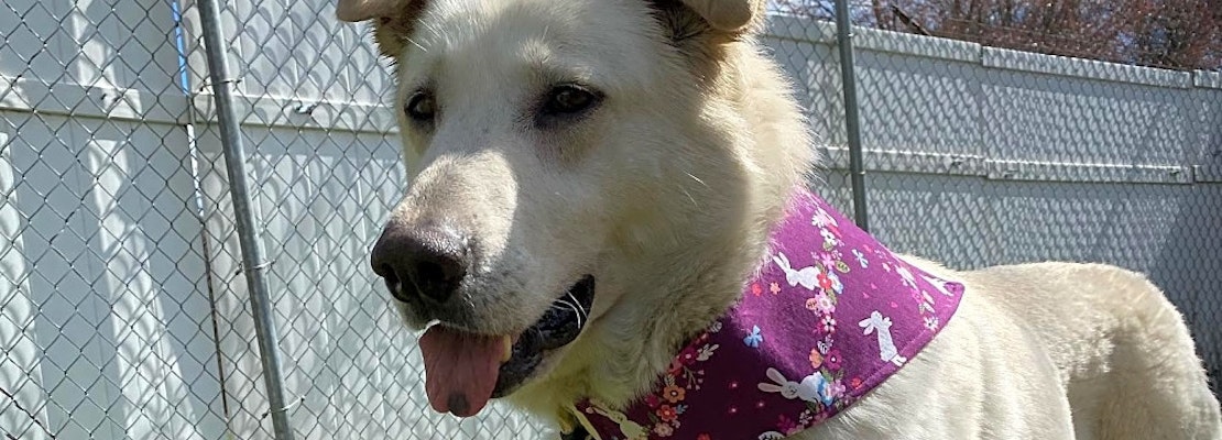 Looking to adopt a pet? Here are 6 cuddly canines to adopt now in Charlotte