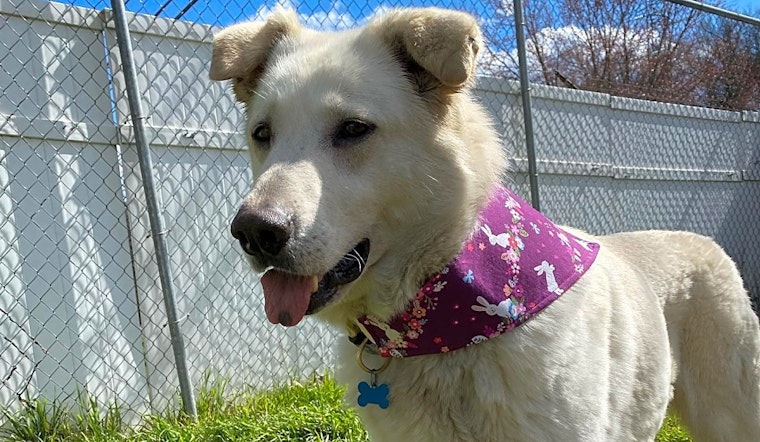 Looking to adopt a pet? Here are 6 cuddly canines to adopt now in Charlotte